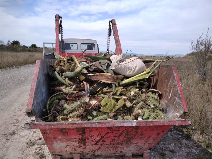 El Consorcio gestor del Paisaje Protegido de la Desembocadura del río Mijares retira flora exótica del tramo bajo del paraje fluvial