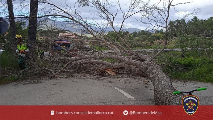Una de las actuaciones de los Bomberos, por la caída de árboles por el viento.
