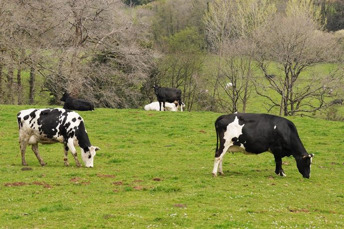 Varias vacas lecheras pastorean en la granja Casa Grande de Xanceda, a 26 de marzo de 2022.
