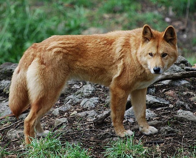 Ejemplar de dingo australiano