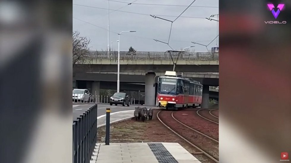 Una familia de jabalíes provoca un atasco en las vías del tranvía | Sorprendentes