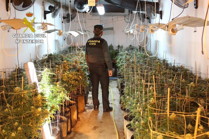 Cultivo de marihuana en una nave industrial de Benifaió