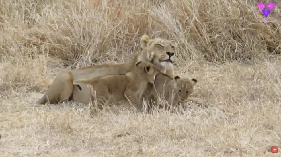 Esta leona protectora fue captada supervisando a una manada de cachorros juguetones a su alrededor