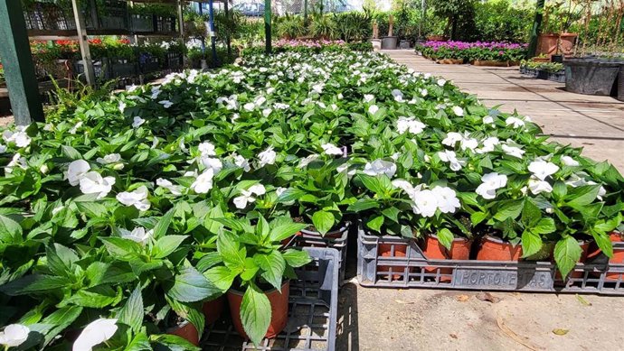 Plantas en el vivero de Vaciacostales.