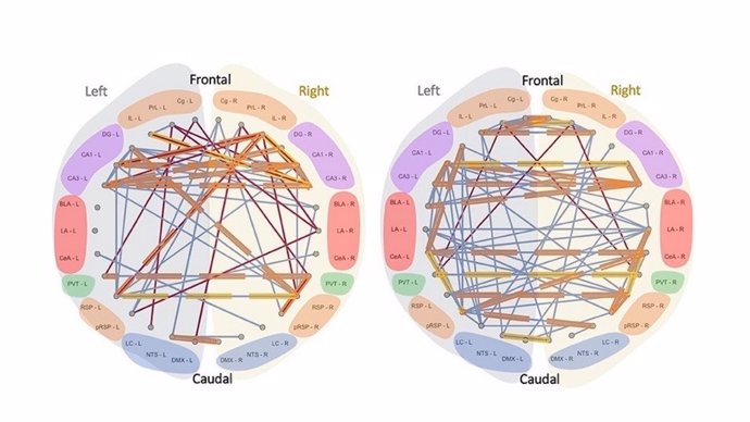 Gráficos que muestran la connectividad de las redes en las diferentes áreas del cerebro, en condiciones normales (izquierda) y en la electroestimulación transcutánea (derecha).