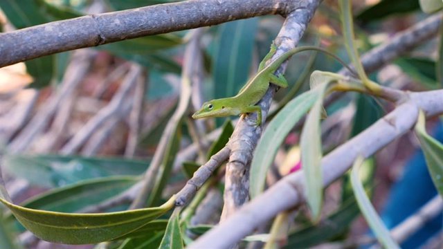 Ejemplar de lagarto exótico 'anolis verde'