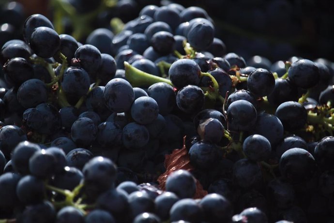 Archivo - Uvas en un viñedo de Rioja