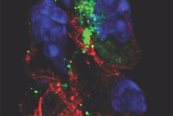 Tinción de la proteína espiga del SARS-CoV-2 (verde) en las células marcapasos (rojo) de hámsters infectados por el SARS-CoV-2. Los núcleos de las células se tiñen de azul.