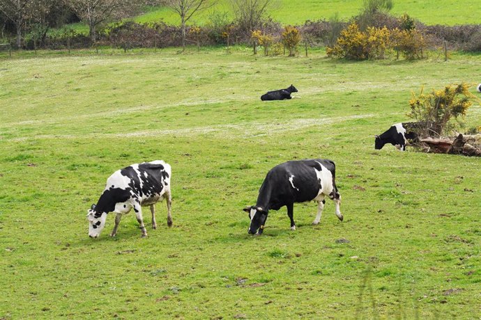 Varias vacas lecheras pastorean en una granja