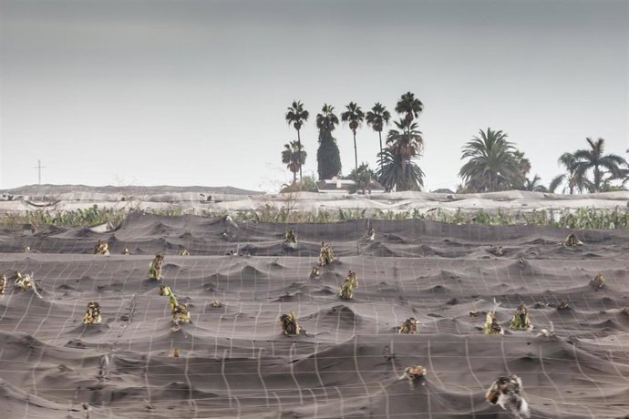 Archivo - Zona de cultivo cubierta de ceniza en Puerto Naos