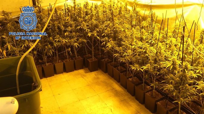 Tres detenidos y desmantelada una plantación indoor de marihuana en el distrito Latina