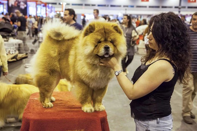 Archivo - World Dog Show