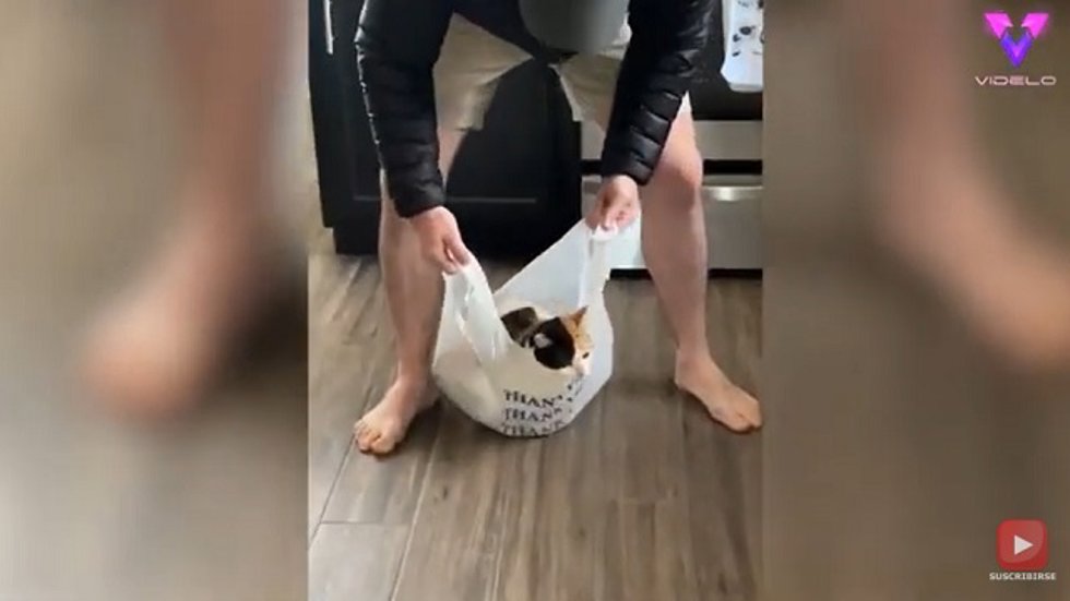 ¡Ingeniosa Forma De Transportar A Un Gato Perezoso!