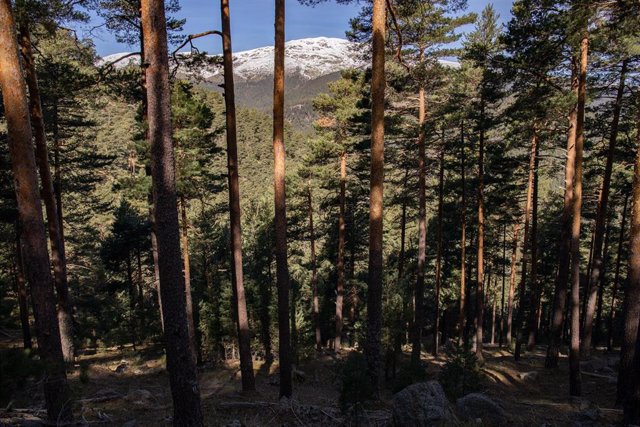 Ejemplares de pino de explotación maderera, en el Valle de la Angostura del Pinar de los Belgas, a 7 de abril de 2022, en Madrid (España). 