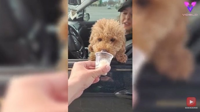 El camarero de este Starbucks regala bebidas a los PERRITOS