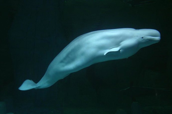 Kairo, el macho de beluga del Oceanogrfic Valencia