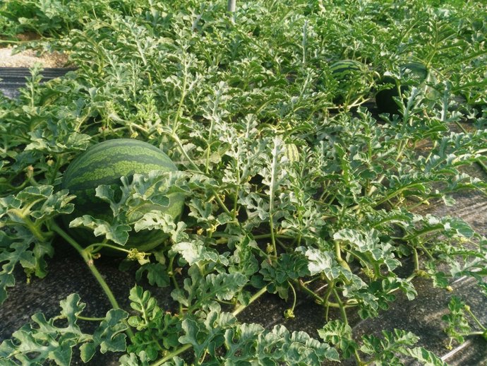 Cultivo de sandía