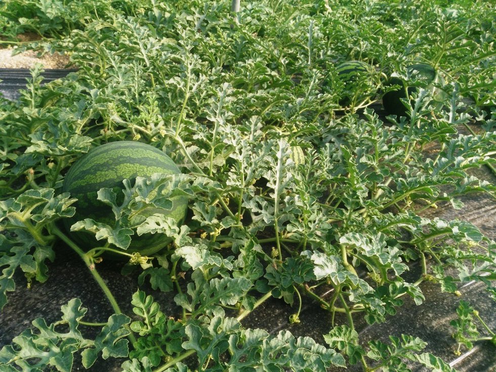 Cultivo de sandía