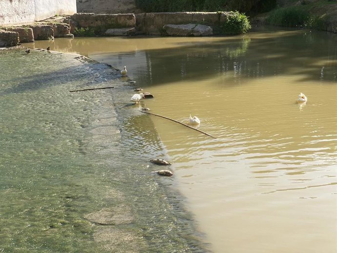 Peces muertos en el Guadaíra
