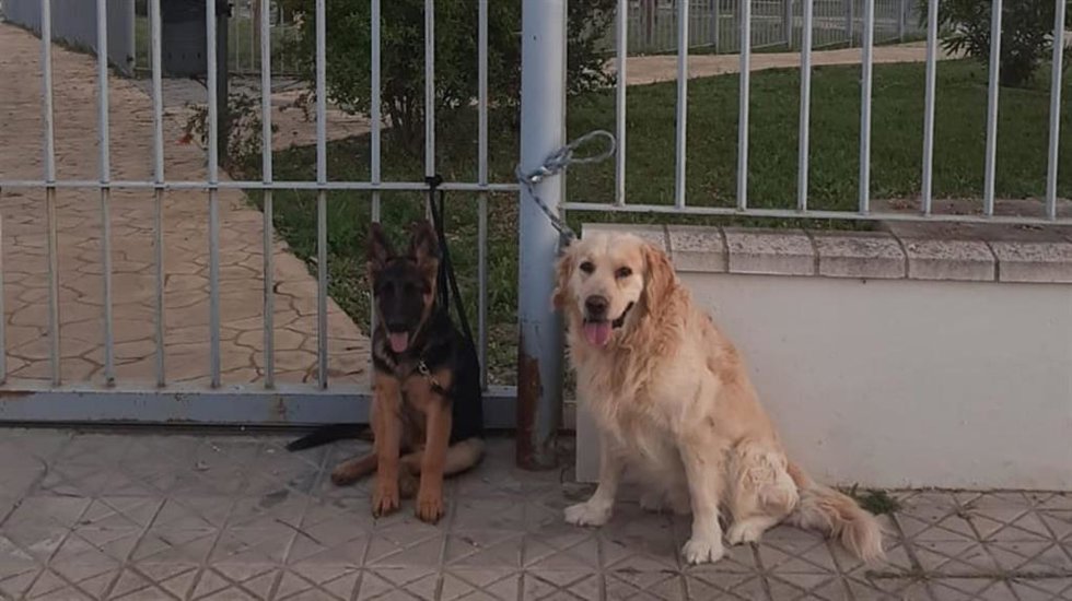Varias perros junto al parque de mascotas de la localidad de Salteras.