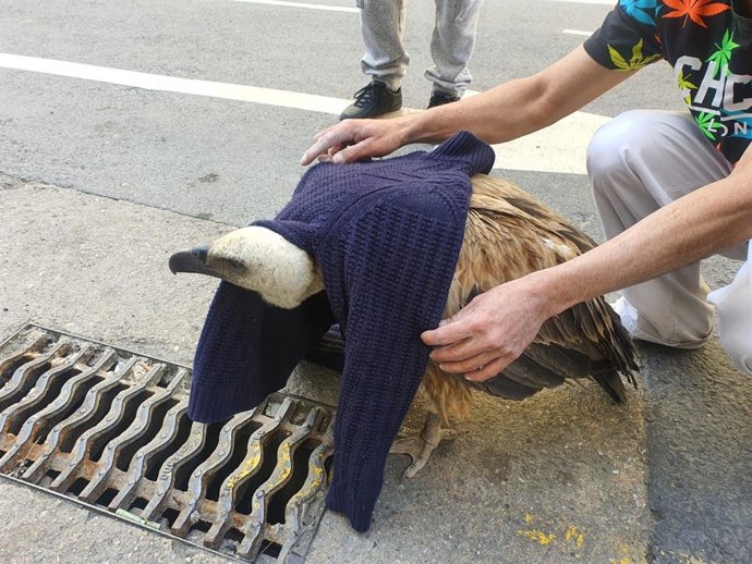 El buitre rescatado por agentes de la Policía Nacional de Huelva en la zona del Mercado del Carmen.