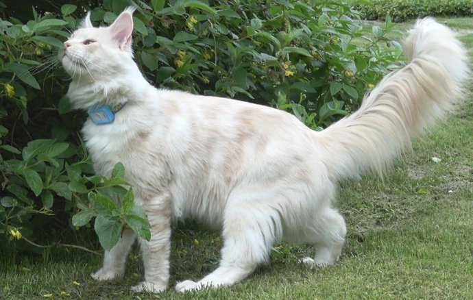 Gato con GPS de seguimiento