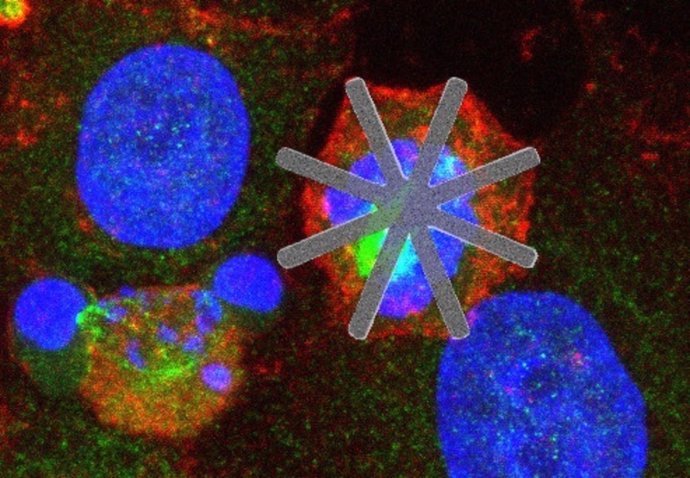 Célula HeLa con un chip de silicio en forma de estrella en su interior.