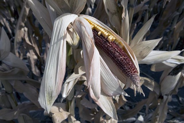 A medida que el clima cambiante aumenta la frecuencia de los eventos extremos, se duplicará el riesgo de que las cosechas de maíz fracasen en al menos tres de las cinco principales regiones del granero del mundo en el mismo año.