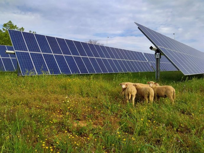 Un grupo de ovejas bajo las placas fotovoltaicas de una de las  plantas de  Magnon en Huelva.