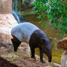 Tapir Malayo en Bioparc Fuengirola, una especie en peligro de extinción