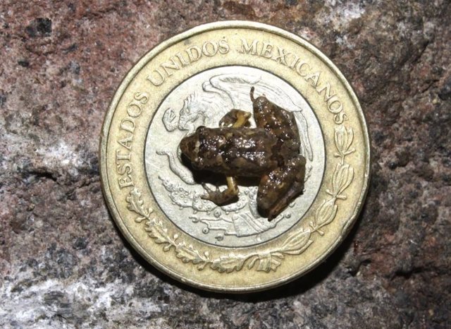 Una de las nuevas ranas sobre una moneda de un peso mexicano