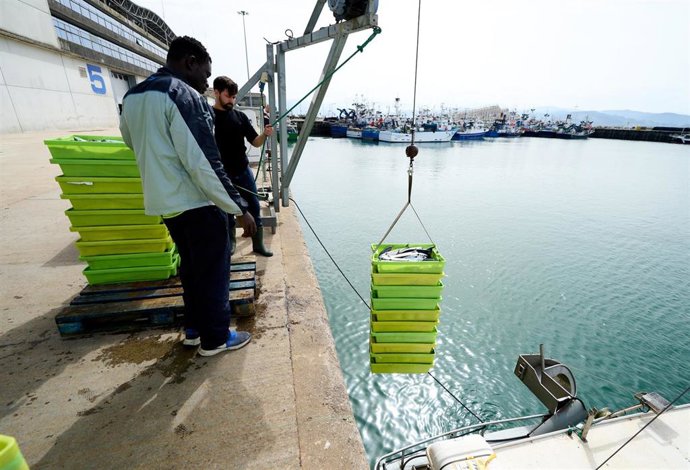 Archivo - Varios hombres desembarcan pescado (archivo)