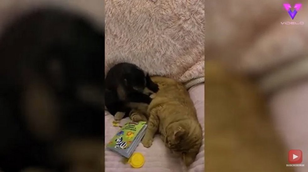 El gato y el mono son mejores amigos | Entrañable amistad entre animales