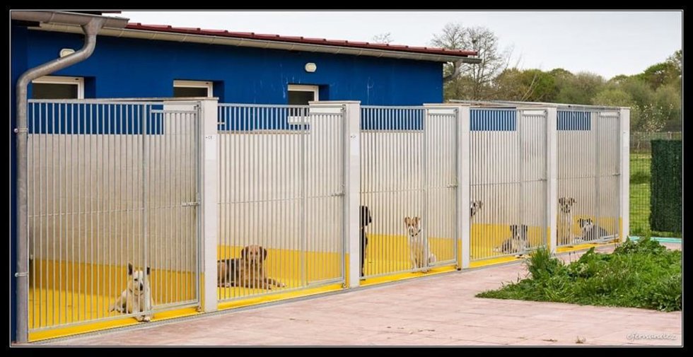 Fundación Protectora de Animales del Principado de Asturias
