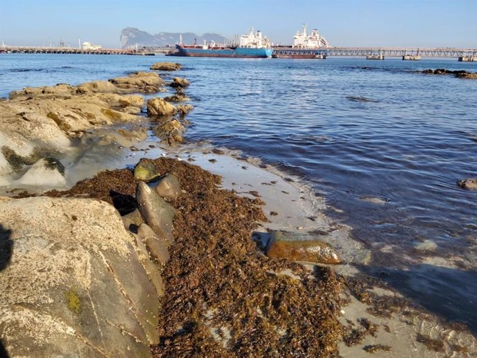 Archivo - Alga invasora 'Rugulopterix okamurae' en la Bahía de Algeciras (Cádiz)