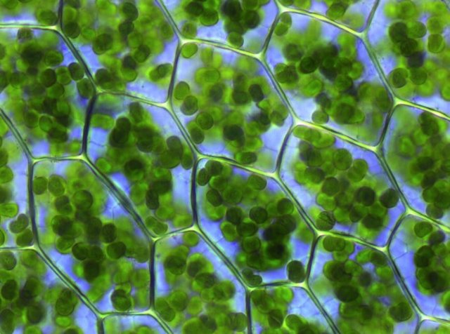 Cloroplastos dentro de células vegetales.