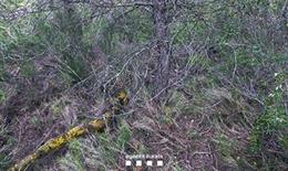 Lazos de caza puestos en un área privada de caza de Lleida por un cazador furtivo presuntamente reincidente