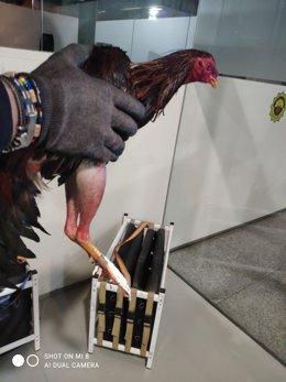 Gallos de pelea malheridos