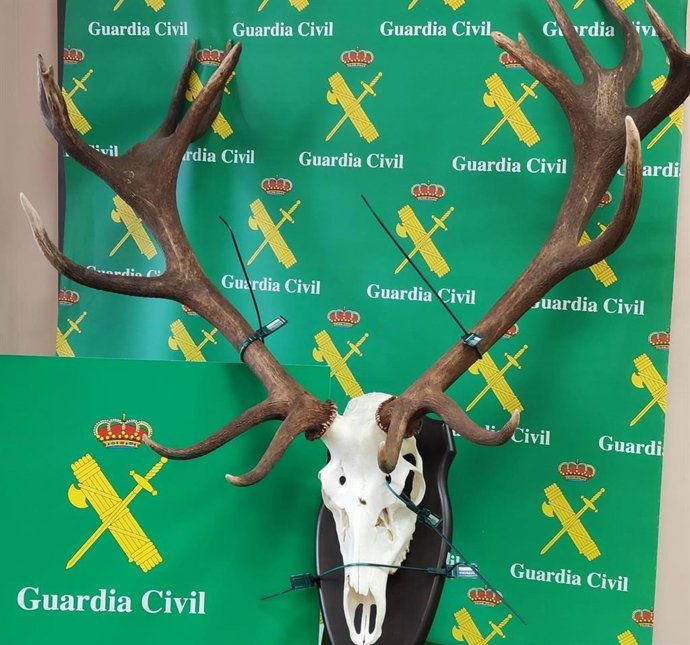 Trofeo de ciervo hallado por la Guardia Civil.