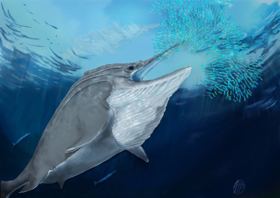 Reconstrucción de la vida de un ictiosaurio gigante del Triásico superior alimentándose en masa de un banco de calamares.