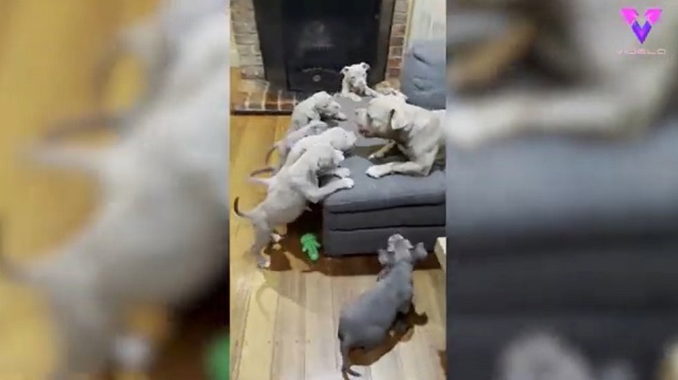 La camada de Bull Dog persigue a su madre por toda la casa