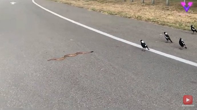 Las urracas se enfrentan a una SERPIENTE