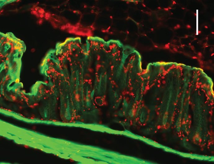 Epitelio intestinal, con el citoesqueleto y los marcadores epigenéticos resaltados en color