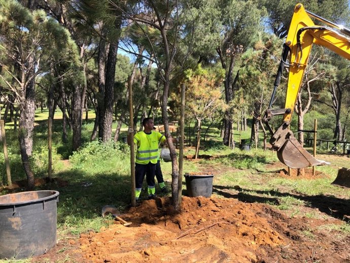El proyecto de conservación de las Riberas del Guadaíra incluye un plan de reforestación que prioriza el abono de la capa vegetal.
