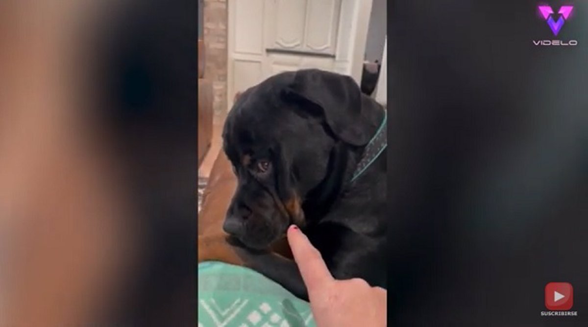 Este perro con la mirada a su dueña cuando le dijo que no quedarse en el sofá y el vídeo se ha hecho viral