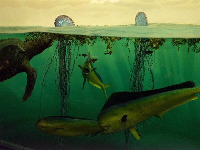 Investigadores de la Universidad de Princeton informan que, a menos que se reduzcan las emisiones de gases de efecto invernadero, la biodiversidad marina podría estar en camino de caer en picado a niveles no vistos desde la extinción de los dinosaurios.