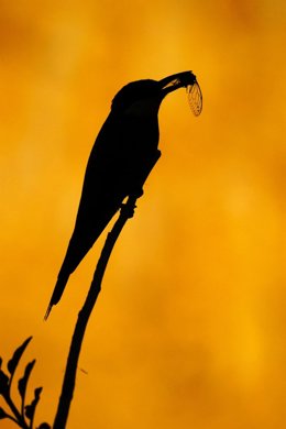 Abejaruco , fotografía obtenida en la Cantera de Godellla por el biólogo naturalista de Godella Gabriel Llorens
