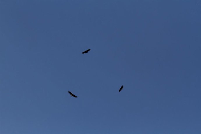 Ejemplares de buitre negro. 