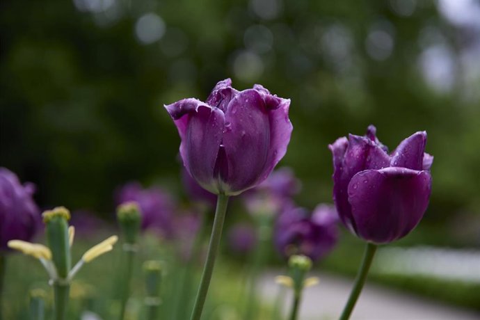 Tulipanes y otras flores, en el Real Jardín Botánico, a 23 de abril de 2022, en Madrid (España). El Real Jardín Botánico de Madrid es un centro de investigación del Consejo Superior de Investigaciones Científicas (CSIC). Fernando VI ordenó la creación d
