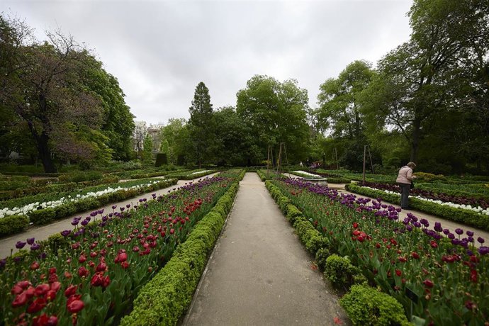 Tulipanes en flor en el Real Jardín Botánico, a 23 de abril de 2022, en Madrid (España). El Real Jardín Botánico de Madrid es un centro de investigación del Consejo Superior de Investigaciones Científicas (CSIC). Fernando VI ordenó la creación del Real 